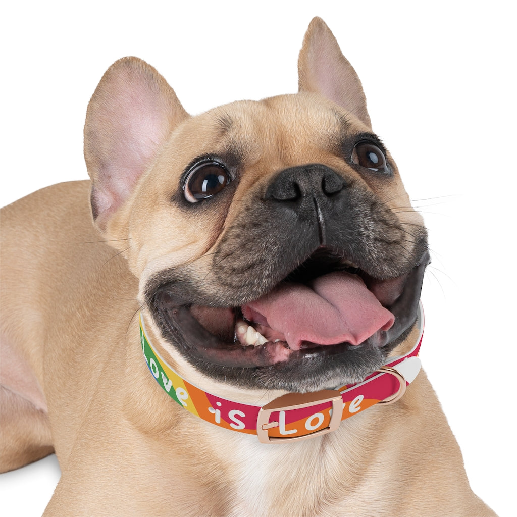 Pride Dog Collar